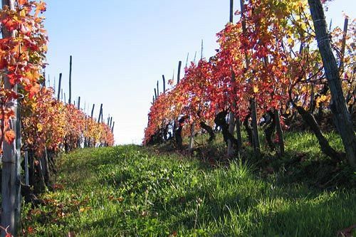 Cascina Rocca - Guest House Castiglione Falletto Luaran gambar